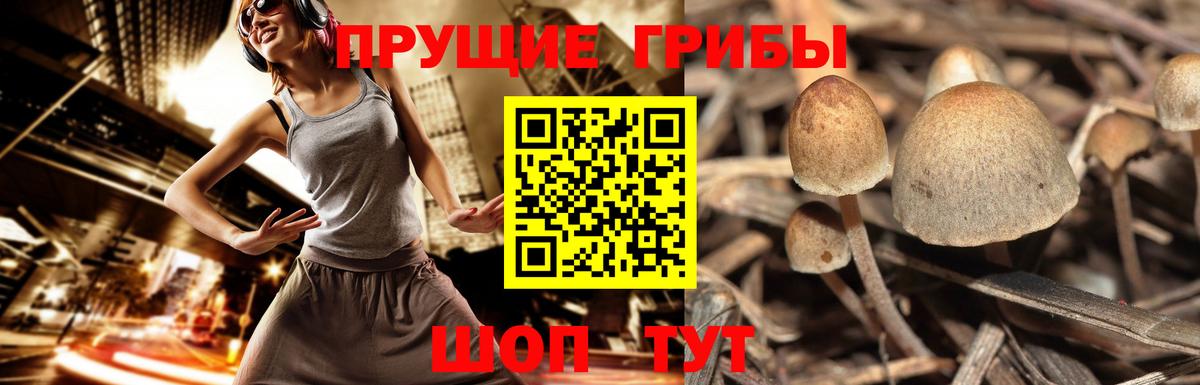 Галлюциногенные грибы GOLDEN TEACHER Боровичи